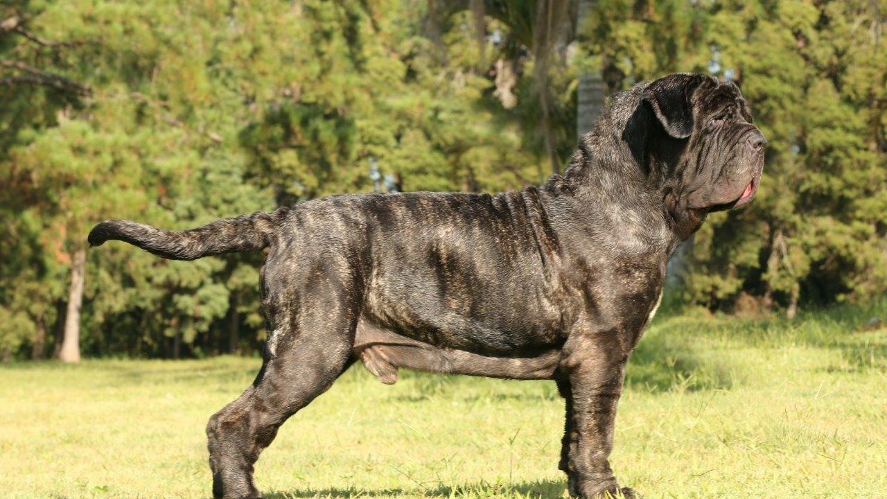 Mastim Napolitano – do tamanho do seu coração